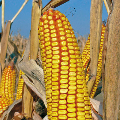 Shakira kukorica vetőmag